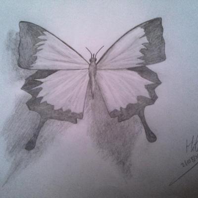 Papillon